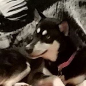 Meet your Posher, Muriel